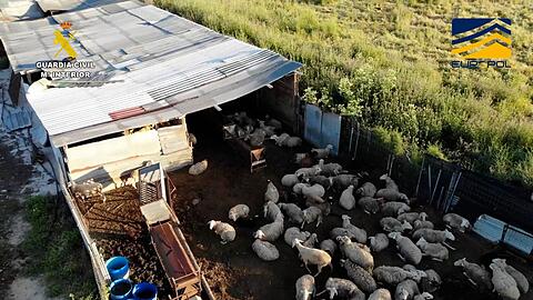 Auf dem von der spanischen Guardia Civil zur Verfügung gestellten Bild ist ein Schlachthof zu sehen, der Fleisch von zum Teil stark unterernährten und kranken Schafen und Ziegen illegal vertrieben haben soll.