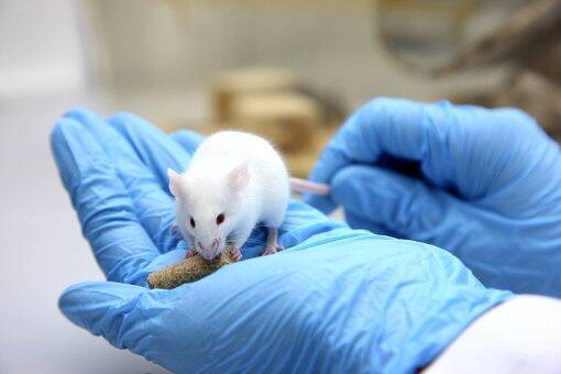 6000 Mäuse und 200 Rattenkäfige soll es in dem neuen Gebäude auf dem Gelände des Klinikums rechts der Isar geben.