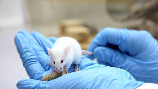 6000 Mäuse und 200 Rattenkäfige soll es in dem neuen Gebäude auf dem Gelände des Klinikums rechts der Isar geben. 6000 Mäuse und 200 Rattenkäfige soll es in dem neuen Gebäude auf dem Gelände des Klinikums rechts der Isar geben.