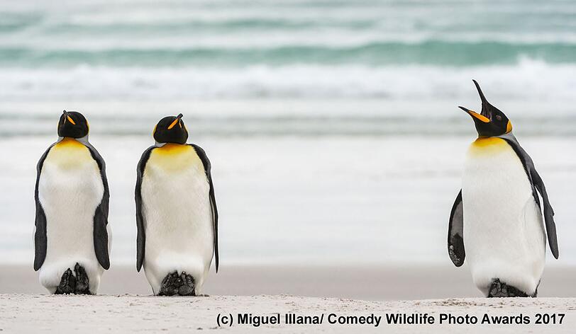 Pinguine bei der Musterung.