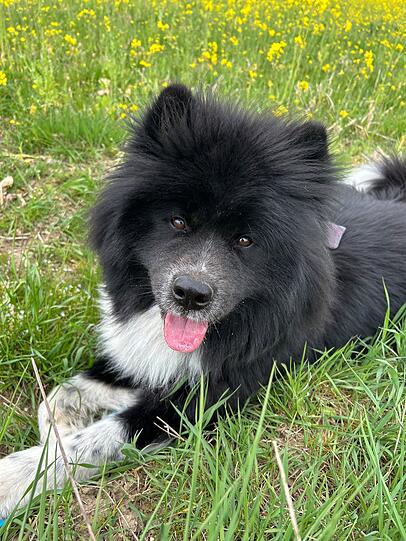 Marlon: Er ist ein Flauschibär und liebt alles und jeden. Egal ob Mensch, Hund oder Kinder. Jeder muss mal Bauchi krauln
