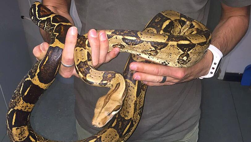Die Boa constrictor wurde in die Reptilien-Auffangstation gebracht. Die Boa constrictor wurde in die Reptilien-Auffangstation gebracht.