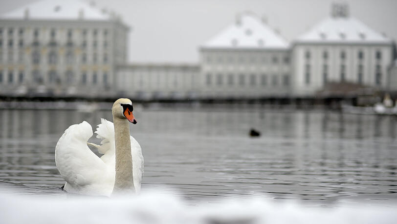 Ein Schwan vor dem Schloss - hier geht der Spaziergang zu Ende.