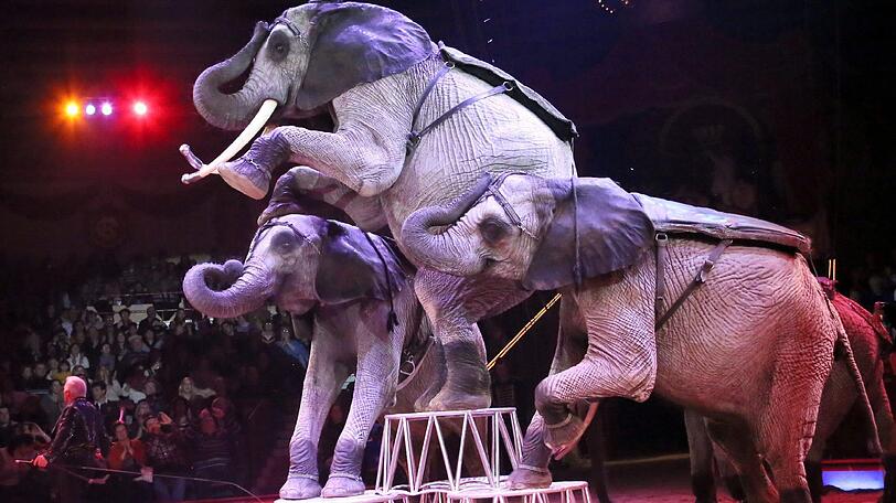 Die Wildtiere des Circus Krone - hier bei der Premiere der Winterspielzeit 2016