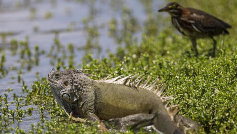 Leguane sind wechselwarm, ihre Körpertemperatur schwankt mit der Umgebungstemperatur. Sie werden bei einstelligen Temperaturen unbeweglich. Leguane sind wechselwarm, ihre Körpertemperatur schwankt mit der Umgebungstemperatur. Sie werden bei einstelligen Temperaturen unbeweglich.