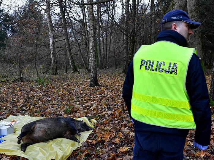 Polnische Veterinärbehörden und Polizisten trainieren bei einer Notfallübung für das Auftreten der Afrikanischen Schweinepest.