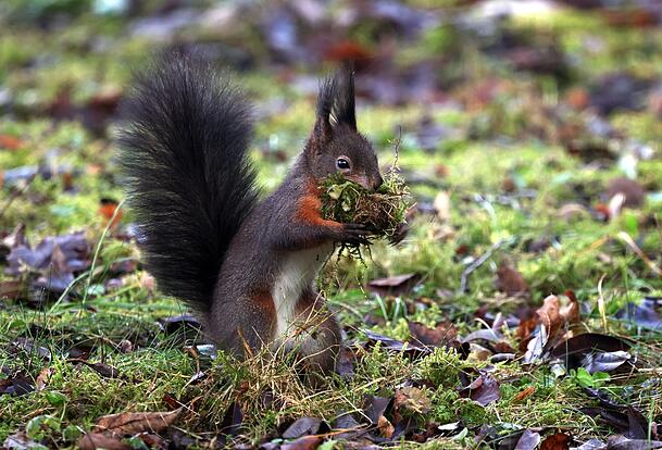 Eichhörnchen und andere Tiere lieben die Früchte der Hasel.