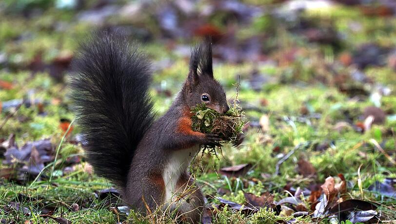 Eichhörnchen und andere Tiere lieben die Früchte der Hasel. Eichhörnchen und andere Tiere lieben die Früchte der Hasel.