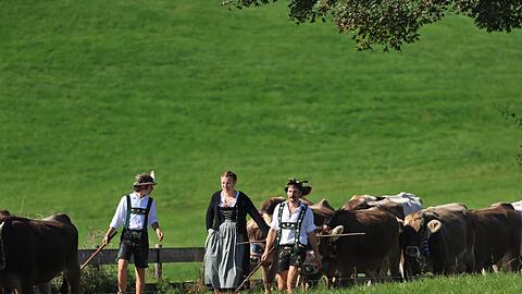 Drei Hirten in Tracht laufen bei der Viehscheid zwischen ihren Tieren.