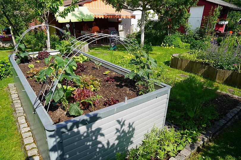 Lollo rosso, Kopfsalat, Paprika, Kohlrabi - jeden Tag gibt das Hochbeet was Frisches für die Brotzeit her.