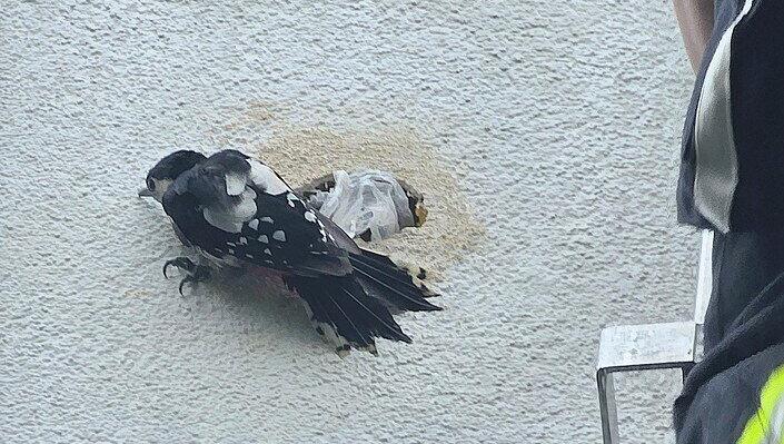 Ein Buntspecht hat sich beim Hausbau an der Fassade verheddert.