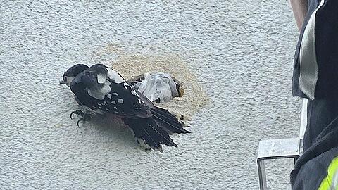 Ein Buntspecht hat sich beim Hausbau an der Fassade verheddert.