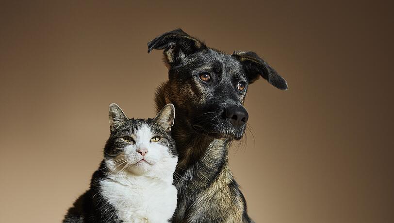Katze oder Hund? Oder doch lieber ein Kleintier? Die Anschaffung eines Haustieres will gut überlegt sein.