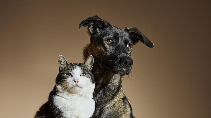 Katze oder Hund? Oder doch lieber ein Kleintier? Die Anschaffung eines Haustieres will gut überlegt sein.