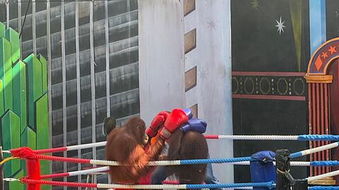 Tiersch&uuml;tzer sind entsetzt &uuml;ber die Box-Spektakel.