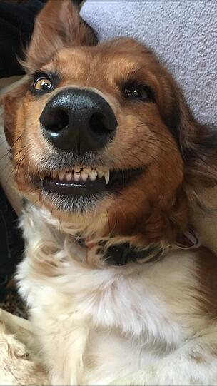 Josie