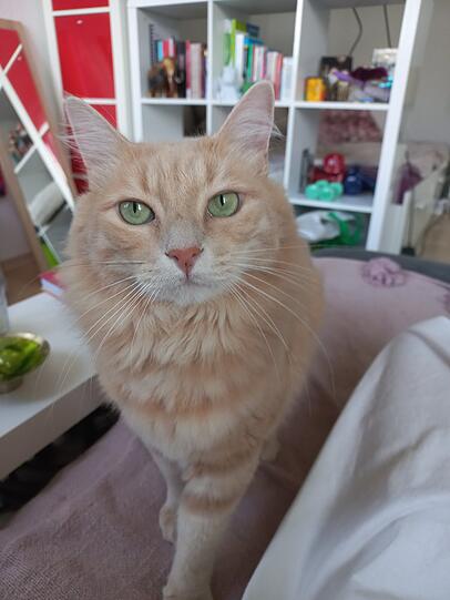 Mowgli