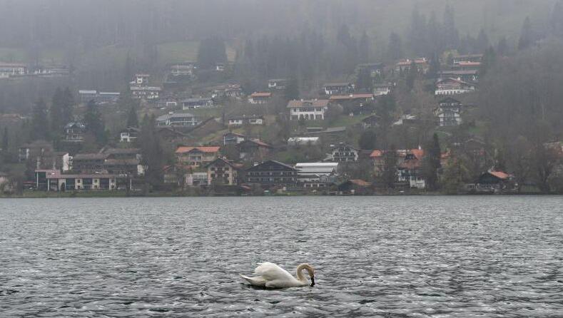 Ein Schwan schwimmt auf dem Tegernsee. Foto: Sina Schuldt Ein Schwan schwimmt auf dem Tegernsee. Foto: Sina Schuldt