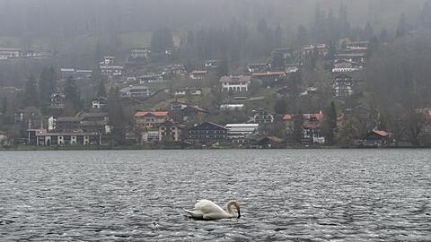 Ein Schwan schwimmt auf dem Tegernsee. Foto: Sina Schuldt