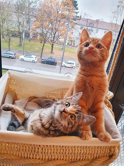Majvi  und Monty