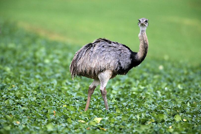 Nanu? - Nandu: Südamerikanische Vögel, die sich gerade in Norddeutschland ausbreiten.