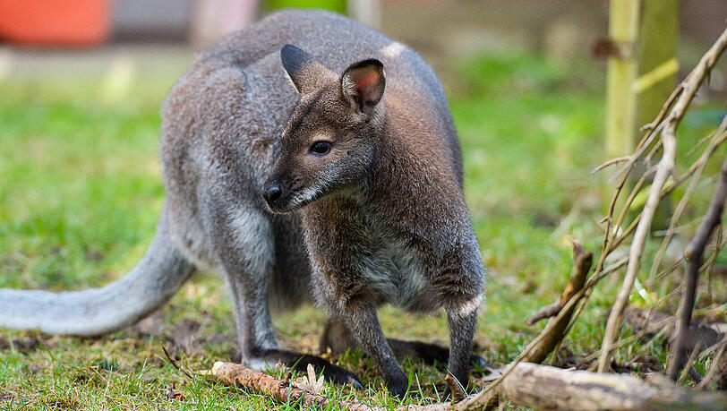 Das Känguru war Samstagnacht zusammen mit vier Artgenossen aus einem privaten Gehege in Dentlein am Forst ausgebrochen. (Symbolbild) Das Känguru war Samstagnacht zusammen mit vier Artgenossen aus einem privaten Gehege in Dentlein am Forst ausgebrochen. (Symbolbild)
