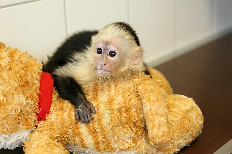 So süß: Der Affe "Mally" von Justin Bieber wartet im Tierheim