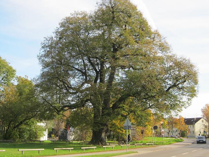 Einer der schönsten Bäume in München: die 23 Meter hohe und rund 350 Jahre alte Röth-Linde in Moosach neben dem Gut Nederling.