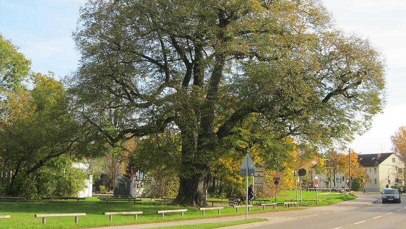 Einer der schönsten Bäume in München: die 23 Meter hohe und rund 350 Jahre alte Röth-Linde in Moosach neben dem Gut Nederling. Einer der schönsten Bäume in München: die 23 Meter hohe und rund 350 Jahre alte Röth-Linde in Moosach neben dem Gut Nederling.