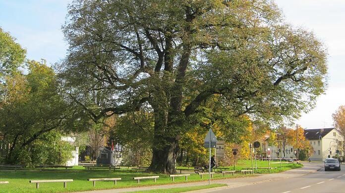 Einer der schönsten Bäume in München: die 23 Meter hohe und rund 350 Jahre alte Röth-Linde in Moosach neben dem Gut Nederling.