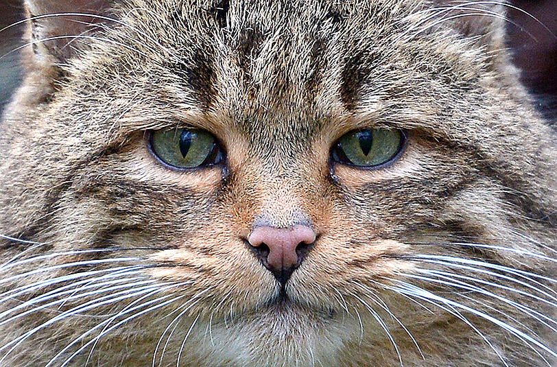 Die Wildkatze, eigentlich ein bayerischer Ur-Einwohner, ist größer und gedrungener als die Hauskatze, die ursprünglich aus Asien stammt.