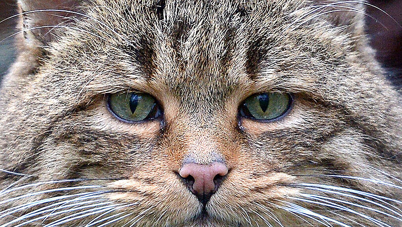 Die Wildkatze, eigentlich ein bayerischer Ur-Einwohner, ist größer und gedrungener als die Hauskatze, die ursprünglich aus Asien stammt. Die Wildkatze, eigentlich ein bayerischer Ur-Einwohner, ist größer und gedrungener als die Hauskatze, die ursprünglich aus Asien stammt.