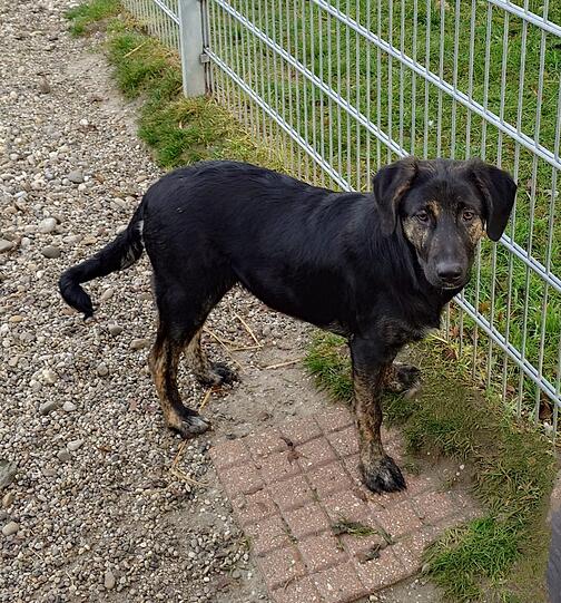 Mischlingshündin Vilma (im Juli 1) gehört zu den eher zurückhaltenden Hunden. Es benötigt etwas Zeit, bis neue Besitzer ihr Herz erobern. Der Jungspund hat noch viel zu lernen, daher wird der Besuch einer Hundeschule empfohlen.
