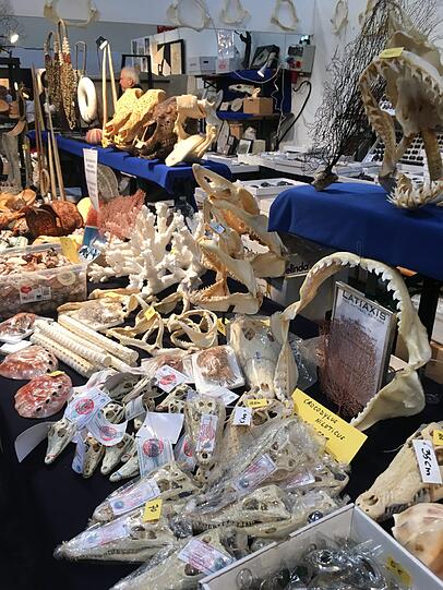 Mineralien? Dieser Händler hat sich ganz offensichtlich auf Krokodil-Schädel und -Gebisse spezialisiert.