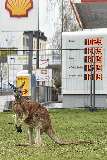 Ramersdorfer Känguru beobachtet den Verkehr.