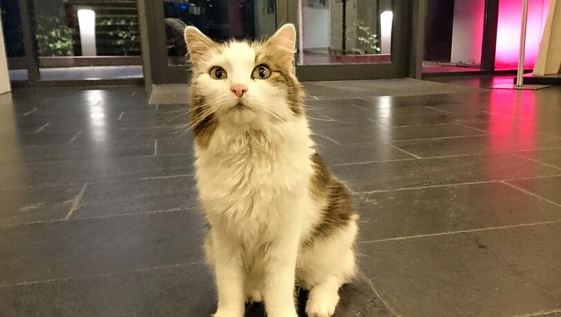 So sieht sie aus, die "Bosco-Katze".