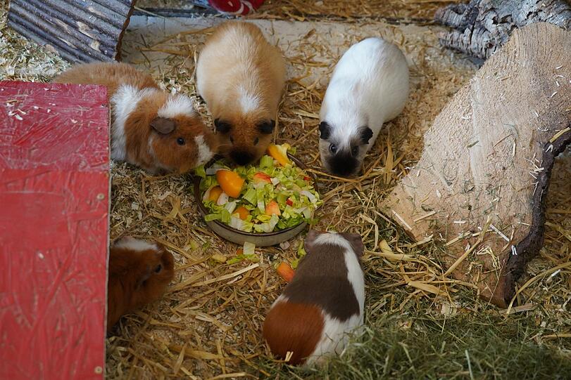 Salat, Paprika und Apfel fressen Meerschweinchen gern.