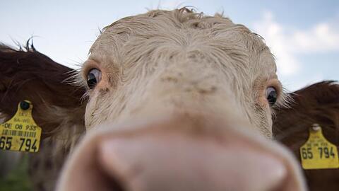 Eine Kuh schaut in die Kamera. Foto: picture alliance / Sebastian Gollnow/dpa/Symbolbild