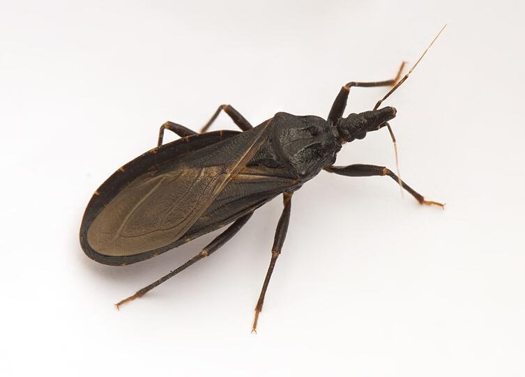 Raubwanzen treten vor allem in Lateinamerika auf und sind an sich ungefährliche Insekten. Dennoch gehen rund 10.000 Menschenleben pro Jahr auf ihr Konto. Grund hierfür ist, dass die Wanzen die Chagas-Krankheit übertragen. Nach ihrem Stich hinterlassen die Wanzen Kot auf der Haut von Mensch und Tier. Sobald die Bissstelle aufgekratzt wird, gelangt der Erreger in den Blutkreislauf und führt unbehandelt oftmals zum Tod. Raubwanzen treten vor allem in Lateinamerika auf und sind an sich ungefährliche Insekten. Dennoch gehen rund 10.000 Menschenleben pro Jahr auf ihr Konto. Grund hierfür ist, dass die Wanzen die Chagas-Krankheit übertragen. Nach ihrem Stich hinterlassen die Wanzen Kot auf der Haut von Mensch und Tier. Sobald die Bissstelle aufgekratzt wird, gelangt der Erreger in den Blutkreislauf und führt unbehandelt oftmals zum Tod.