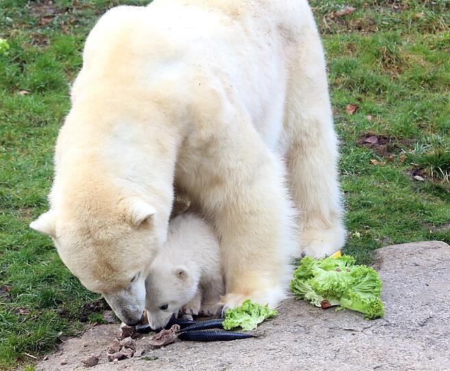 Die Eisbärenbabys begeistern die Besucher vom Tierpark Hellabrunn.