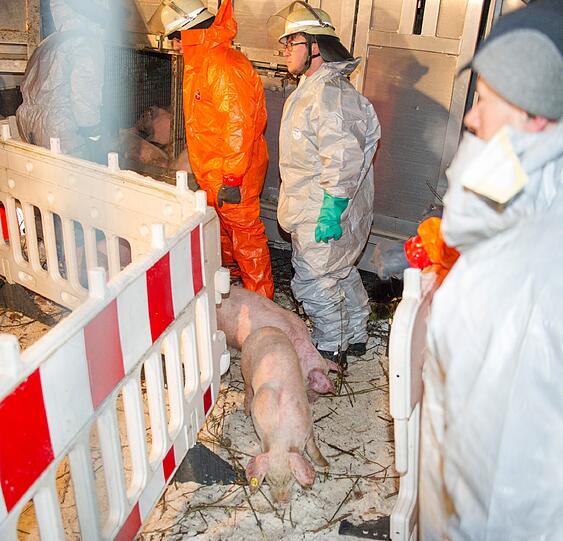 Fast 700 Ferkel sollen nach dem Unfall eines Tiertransporters notgeschlachtet werden.