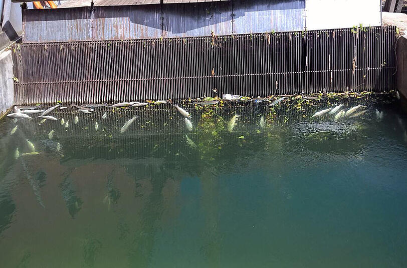 Tote Fische am Rechen an der Krämermühle: Forellen und Äschen.