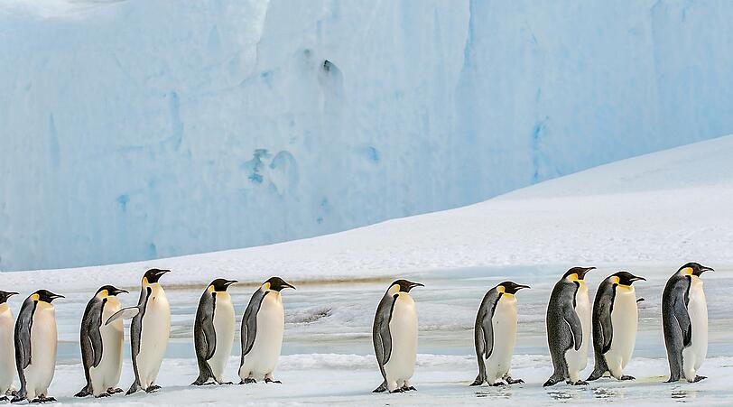Kaiserpinguine sind vom Aussterben bedroht.