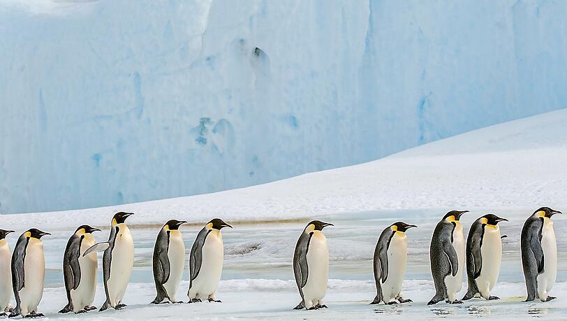 Kaiserpinguine sind vom Aussterben bedroht. Kaiserpinguine sind vom Aussterben bedroht.