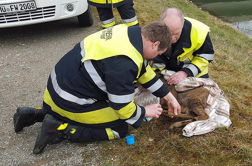 Bei Waldkraiburg wurde ein Reh aus dem Innkanal gerettet.