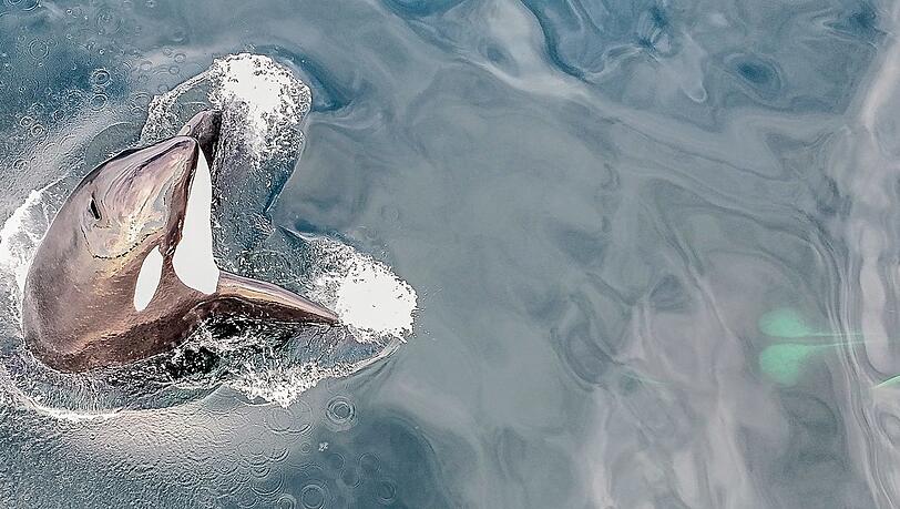 Orcas werden auch Schwertwale oder Killerwale genannt. Bullen können ausgewachsen knapp zehn Meter lang werden. Florian Graner taucht mit den Riesen. Orcas werden auch Schwertwale oder Killerwale genannt. Bullen können ausgewachsen knapp zehn Meter lang werden. Florian Graner taucht mit den Riesen.