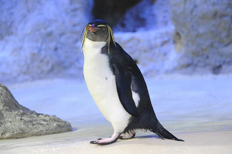 Mit ihren leuchtend gelben Federbüscheln über den Augen sind die neuen Tierpark-Bewohner ein echter Hingucker.