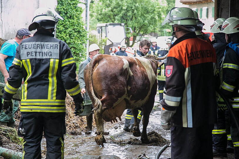Eine Kuh in Petting musste von der Feuerwehr aus der Güllegrube gehievt werden. Die Bilder.