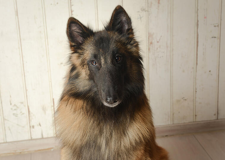 Churro ist nicht nur ein fantastischer und immer fröhlicher Begleiter, sondern auch ein wertvoller Mitarbeiter. Er arbeitet als Hund für hundegestützte Psychotherapie in einer psychiatrischen Klinik, wo er dem Team einer Station Freude bringt und Patient*innen dabei unterstützt Krisen zu bewältigen.