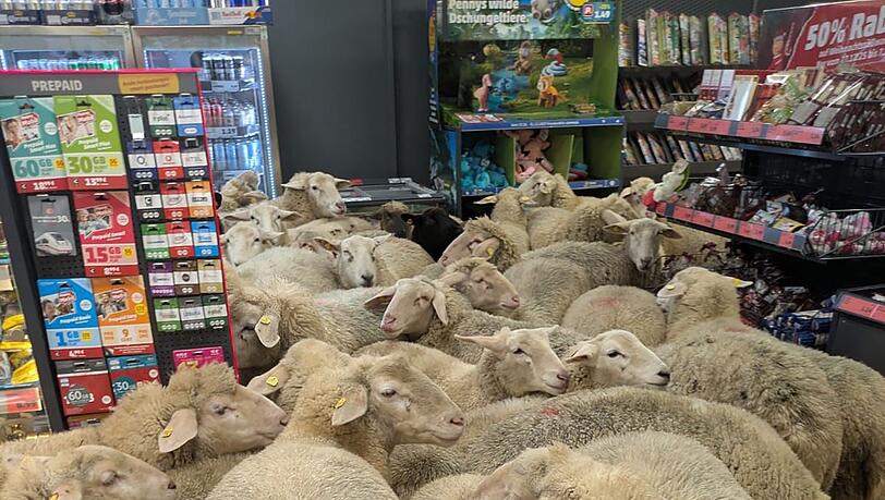 Schafe im Supermarkt &ndash; gekauft haben sie nichts.